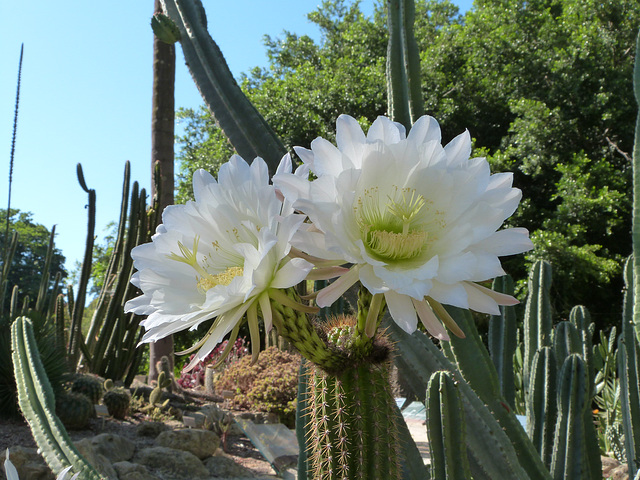 Cactus flowers Adelaide