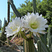 Cactus flowers Adelaide