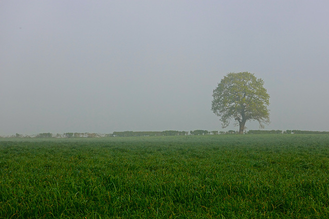 Misty fields