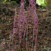 Corallorhiza mertensiana (Mertens' Coralroot orchid)