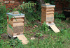 Busy beehives