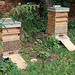 Busy beehives