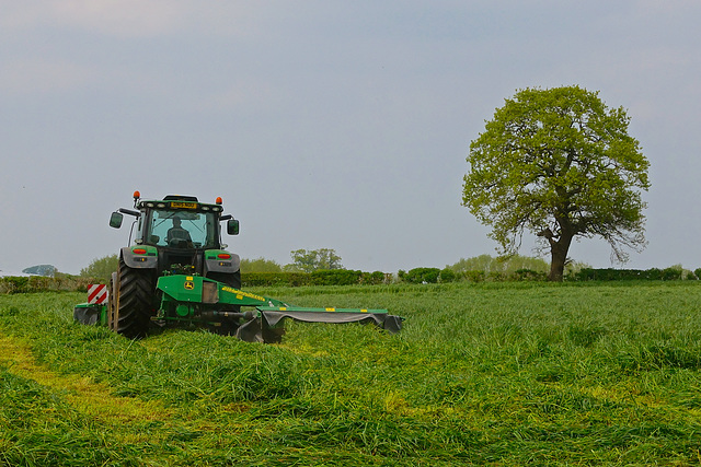 Cutting the silage