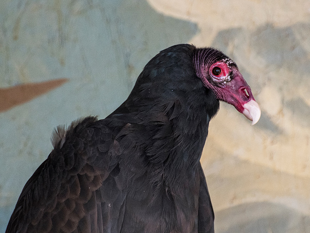 Vulture1