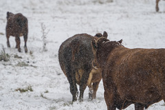 Cattle in the Snow