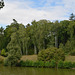 Тростянецкий дендропарк, Березы на берегу озера / Trostyanets Arboretum, Birches at the lake