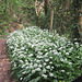 Just a little track lined with the wild garlic