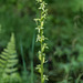 Platanthera stricta (Slender Bog orchid)