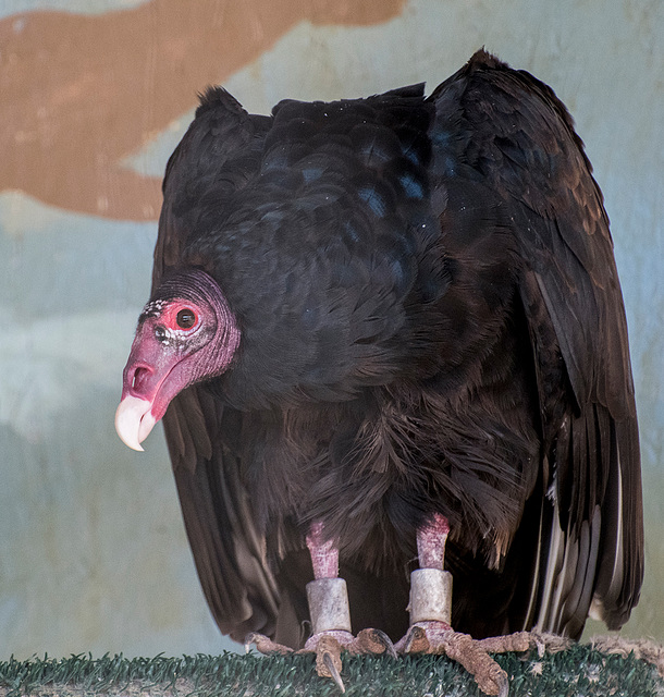Vulture3
