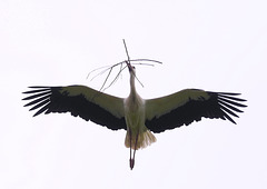 Storch beim Nestbau (6 PiPs)