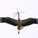 Storch beim Nestbau (6 PiPs)