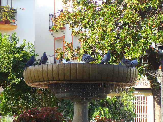 Fontaine aux pigeons...