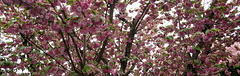 cherry blossom tree branches