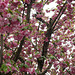 cherry blossom tree branches