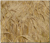 Wheat ears (or Barley heads?)