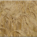 Wheat ears (or Barley heads?)