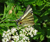 Scarce Swallowtail on Valerian