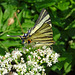Scarce Swallowtail on Valerian