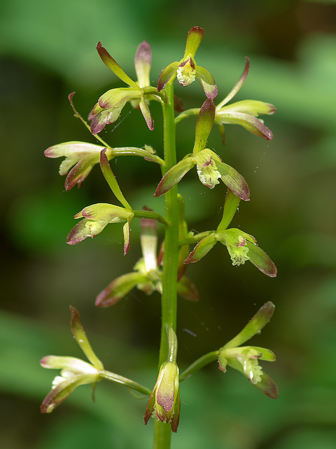Aplectrum hyemle (Puttyroot orchid)