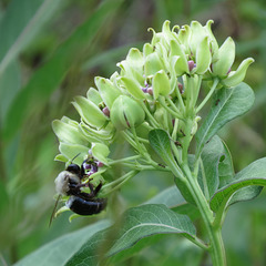 Bumblebee on milkweed flowers