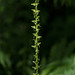 Platanthera stricta (Slender Bog orchid)