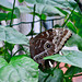 Leipzig 2019 – Botanischer Garten – Butterfly