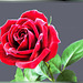 Red, red summer rose... ©UdoSm