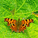 Comma Butterfly (+PiP)
