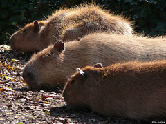 Capybara  - Hydrochoerus hydrochaeris (© Buelipix)