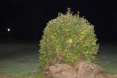 Busch in der Nacht