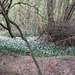 The wild garlic was lining the river