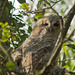 Nestling Owl 01