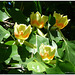 Gap Biella- Parco della Burcina - Liliodendron tulipifera (tulip tree) albero dei tulipani