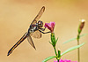 Dragonfly.  6262027