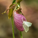Cypripedium acaule (Pink Lady's-slipper orchid) with Tetracis cachexiata (White Slant-line moth)