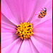 Asian ladybeetle. ©UdoSm