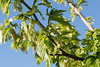 Morus alba: Zweig mit jungen Blättern und Blütenkätzchen - 2015-04-23_D4_DSC0638