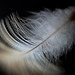Feather 3