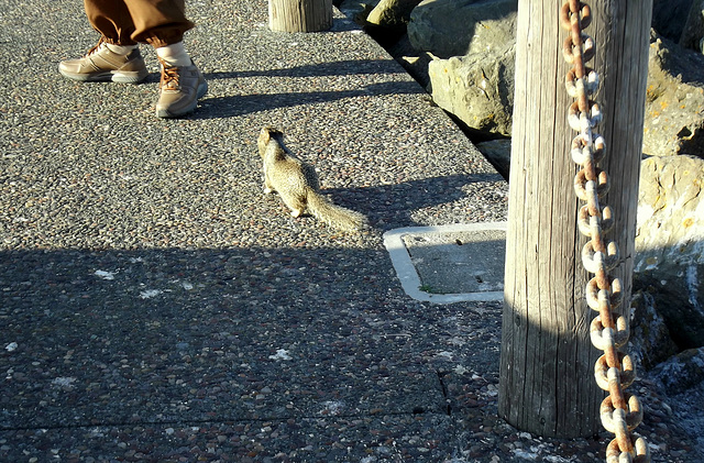 Ground squirrel chasing lady