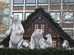 Cologne- Polar Bears