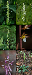 Orchids of Washington state - collage