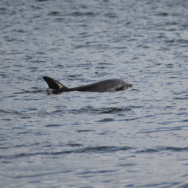 IMG 8773 - dolphins of the Moray Firth