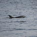 IMG 8773 - dolphins of the Moray Firth