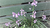 Pink Bluebells.