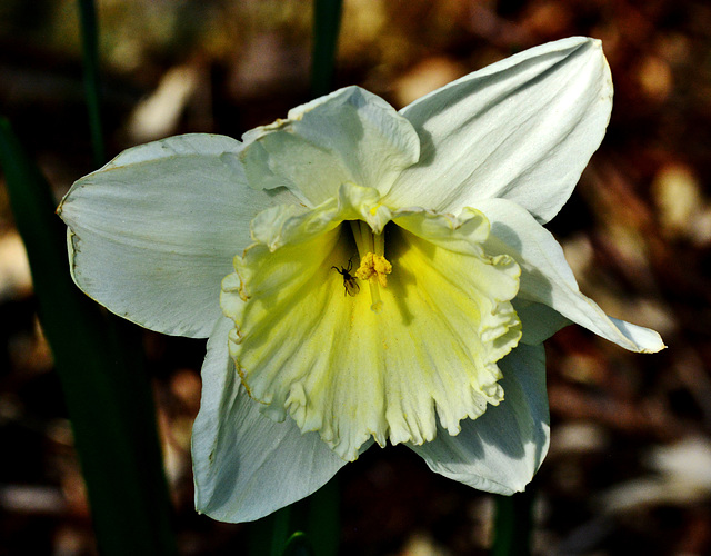 Daffodil and visitor