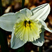 Daffodil and visitor