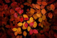 kleine Herbstwelt 13