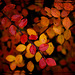 kleine Herbstwelt 13
