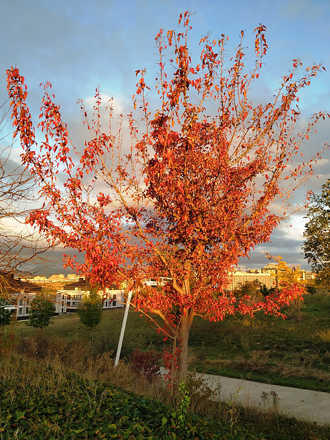 Colores de otoño.