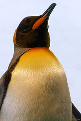 Königspinguin - zweitgrösste Pinguinart (© Buelipix)